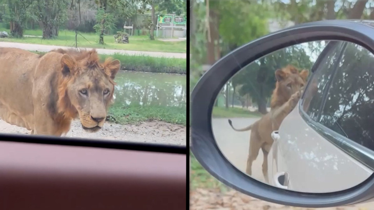 pelottava tilanne tallentui videolle: leijona alkoi jahdata turisteja thaimaassa