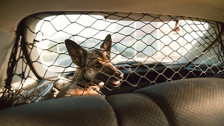 matkustaminen koirasi kanssa autolla, 5 asiaa tietää