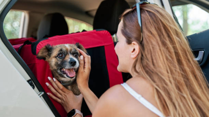matkustaminen koirasi kanssa autolla, 5 asiaa tietää