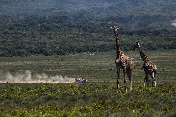 safari-rallissa nähtiin draamaa heti kärkeen - rallikuljettaja kaatoi autonsa